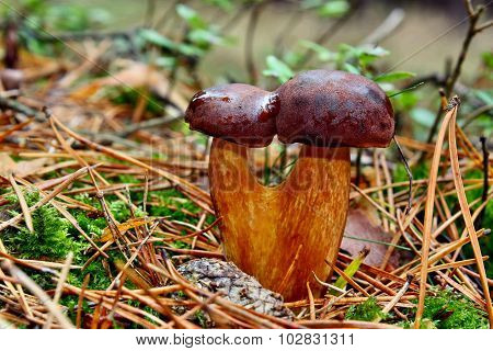 Mushroom Twins Xerocomus Badius