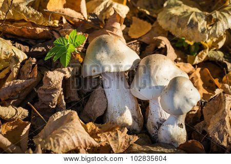 Not Edible Mushrooms In Forest