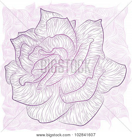 Rose outline