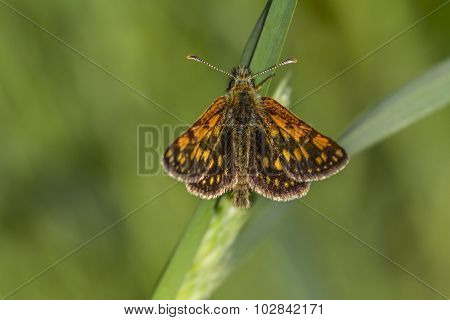 Arctic skipper (carterocephalus Palaemon)
