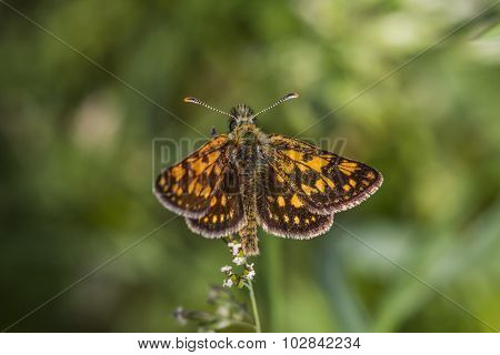 Arctic skipper (carterocephalus Palaemon)