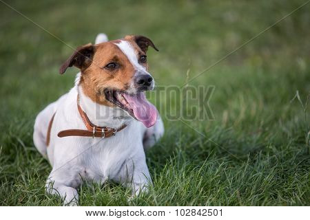 Danish Swedish Farmdog