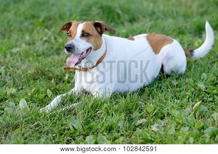Danish Swedish Farmdog