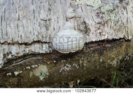 Tinder Fungus