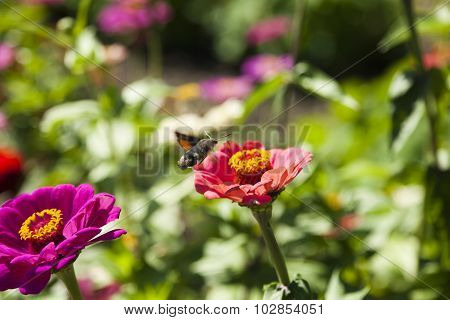 Hyles On A Flower