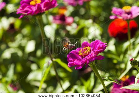 Hyles On A Flower