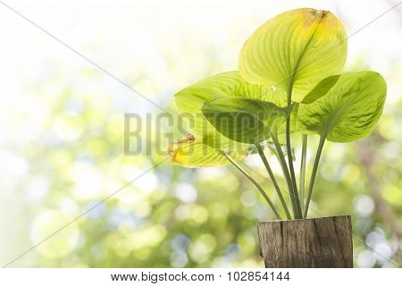 green leave on stump