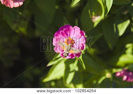 Hyles On A Flower