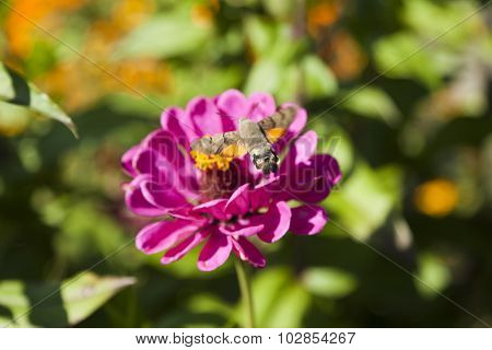 Hyles On A Flower