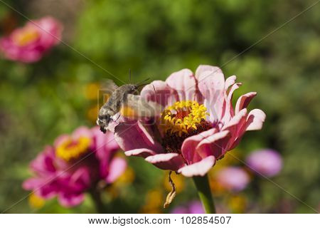Hyles On A Flower
