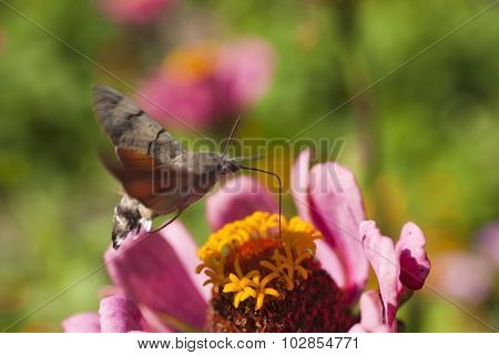Hyles On A Flower