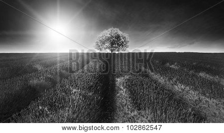 Stunning Lavender Field Landscape Summer Sunset In Monochrome