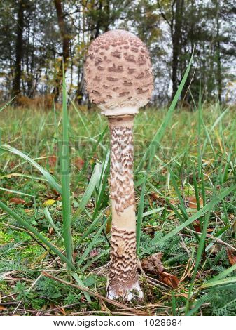 Champignon