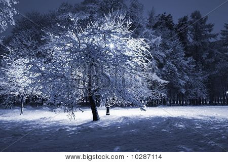 Winter Park At Night