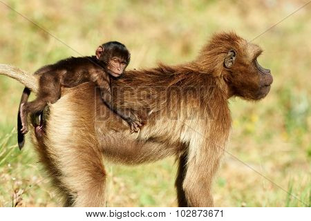 Female Gelada Baboon And Cub