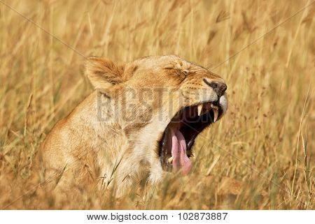 Lioness Yawns