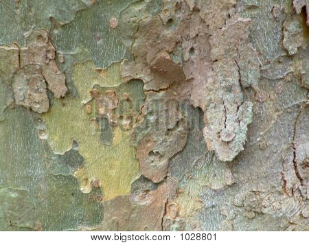 Bark