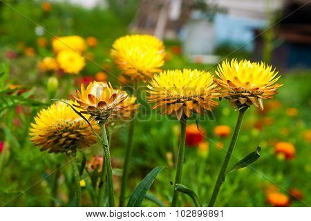 Straw Flower In Outdoor Garden