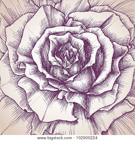 Rose close-up drawing, a design for wedding invitations cover, or different events