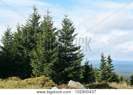 Trees
