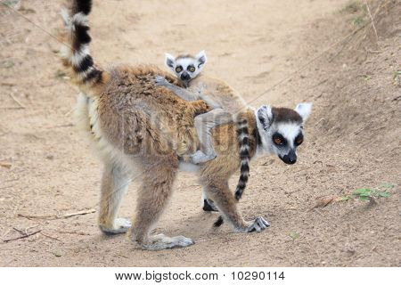 Ring tailed lemur mor og baby