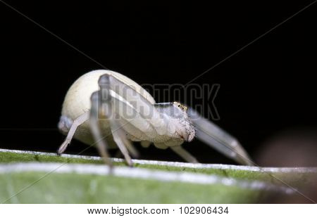 spider