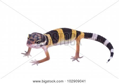 Leopard gecko Eublepharis macularius isolated