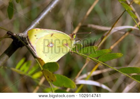Sulfur butterfly (colias philodice)