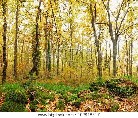 Forest In Autumn