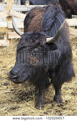 Yak is long haired bovid found throughout the Himalaya region of southern Central Asia