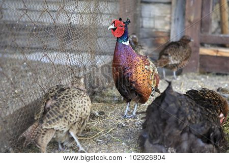 Family of Common pheasant