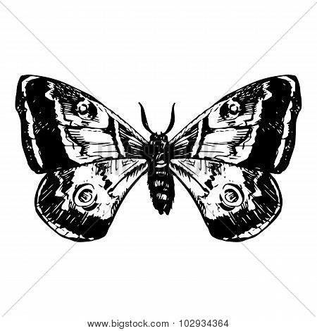 hand drawn butterfly
