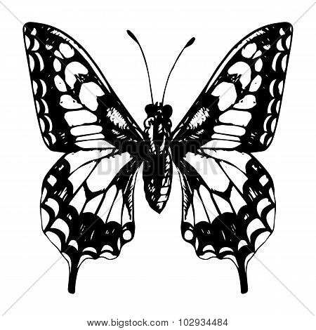 hand drawn butterfly