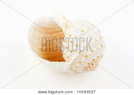 Shell Tune šnek (tonna Galea)
