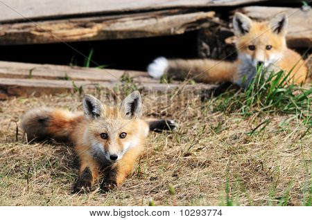 Kaksi Baby Red Fox Kits lähellä Den