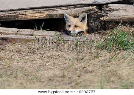 Red Fox vauvantarvikepakkaus lähellä Den