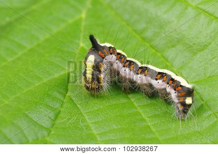 caterpillar insect euproctis similis on leaf background