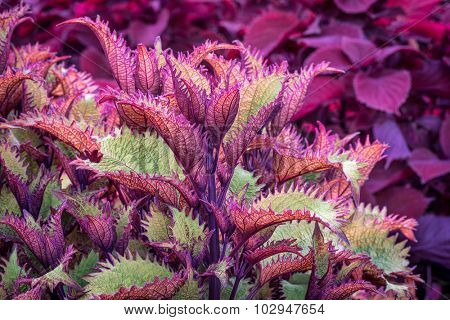 Henna coleus ornamental foliage with redhead coleus plant in background