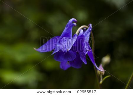 a blue colombine plant in full bloom