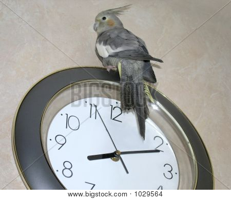 Parrot_On_Hours
