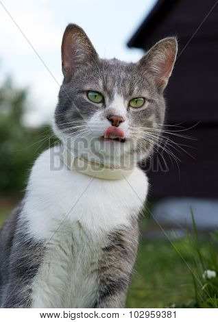 Serious cat, cat outside, curious cat, funny cat, grey cat, domestic animal, grey serious cat in blu