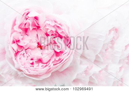Closeup Of A Beautiful Pink Peony On A Pink Background