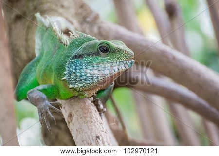 Green Iguana Climbing On Branch