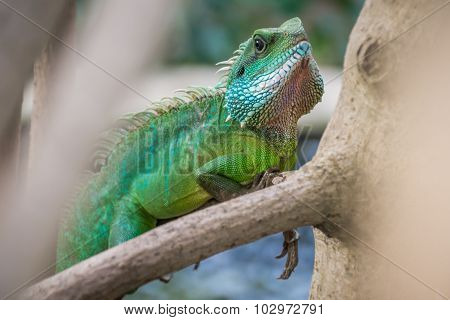 Green Iguana On Branch