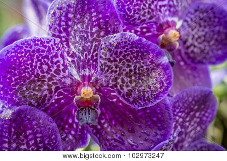 Purple Orchid With Water Droplets