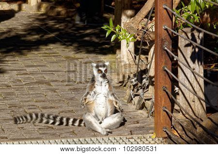 Long-tailed Lemurs With Huge Golden Eyes