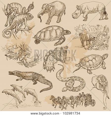 Animals - An Hand Drawn Vector Pack