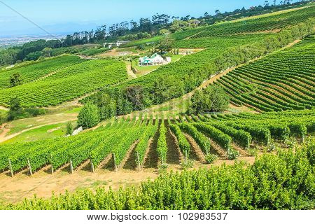 Vinery Farm