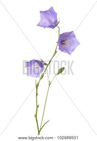 Three bellflowers isolated on white. Campanula rotundifolia