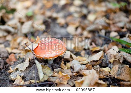 Red Amanita